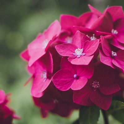 Hydrangea mac. "Merveille Sanguine" - Image by KAVOWO from Pixabay