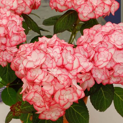 Hydrangea 'Miss Saori' - Photo by Horticulture Week (CC BY-SA 2.0)
