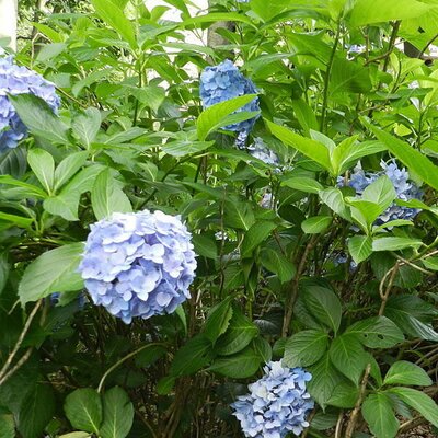 Hydrangea 'Nikko Blue' - Photo by Dr. Koto (GFDL)