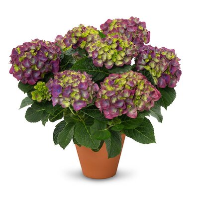 Hydrangea mac. 'Ningbo Lilac' - Image courtesy of HOKO breeding
