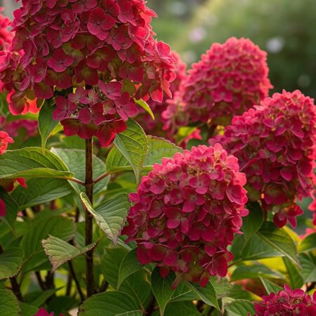 Hydrangea paniculata 'Bloody Marie' - Public Image here under fair use