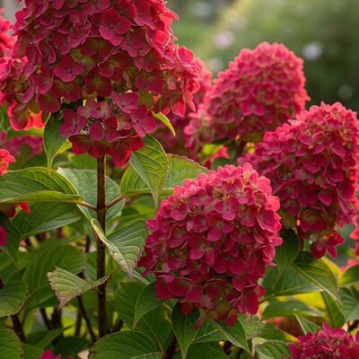 Hydrangea paniculata 'Bloody Marie' - Public Image here under fair use