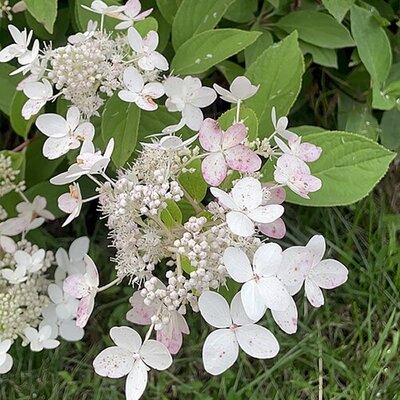 Hydrangea 'Early Sensation' - Photo by Плескач Екатерина (CC BY-SA 4.0)
