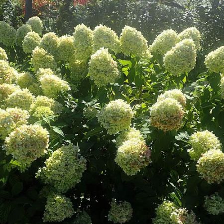 Hydrangea Pan. “Limelight” - Photo by Krzysztof Ziarnek, Kenraiz (CC BY-SA 4.0)