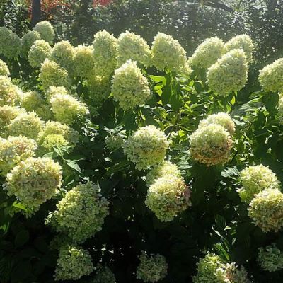 Hydrangea Pan. 'Limelight' (7.5L pot)