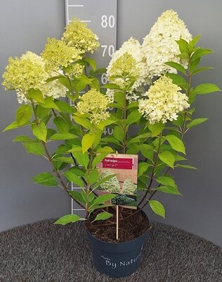 Hydrangea 'Limelight' - Image courtesy of plantline