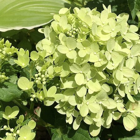 Hydrangea 'Little Lime' - Photo by Famartin (CC BY-SA 4.0)