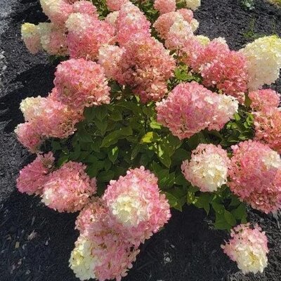 Hydrangea 'Little Lime Punch' - Extract of public image here under fair use