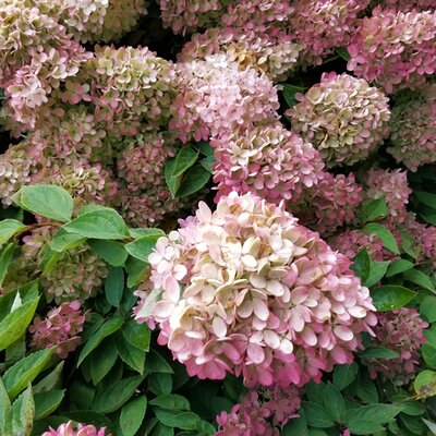 Hydrangea 'Mount Fuji' - Image by yfinne from Pixabay 