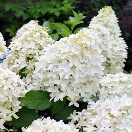 Hydrangea 'Caipirinha' - Image courtesy of the Hydrangea Breeders Society