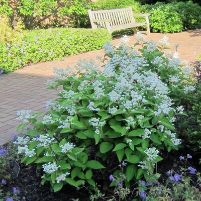Hydrangea 'Dharuma' - Photo by Cultivar 413 (CC BY-SA 2.0)