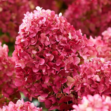 Hydrangea paniculata 'Living Little Rosy'® - Photo courtesy of livingcreations.com
