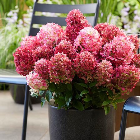 Hydrangea paniculata 'Living Little Rosy'® - Photo courtesy of livingcreations.com