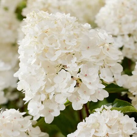 Hydrangea paniculata 'Living Little Rosy'® - Photo courtesy of livingcreations.com