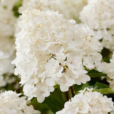 Hydrangea paniculata 'Living Little Rosy'® - Photo courtesy of livingcreations.com