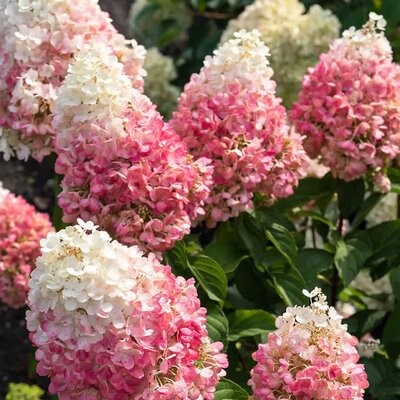 Hydrangea paniculata 'Living Pinky Promise'® - 