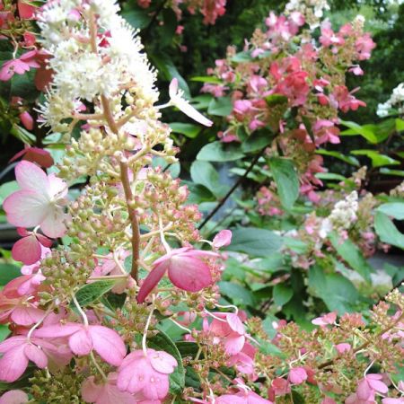Hydrangea 'Pinky Winky' -  Image by Pam Carter from Pixabay