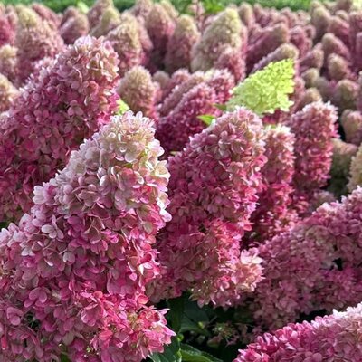 Hydrangea paniculata 'Redlight'® - Public image extract here under fair use