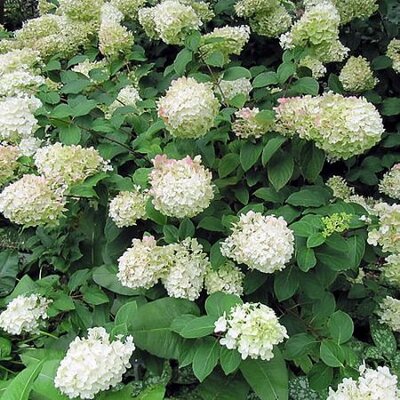 Hydrangea 'Silver Dollar' - 