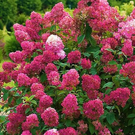 Hydrangea paniculata 'Wim's Red' - Public Domain Image