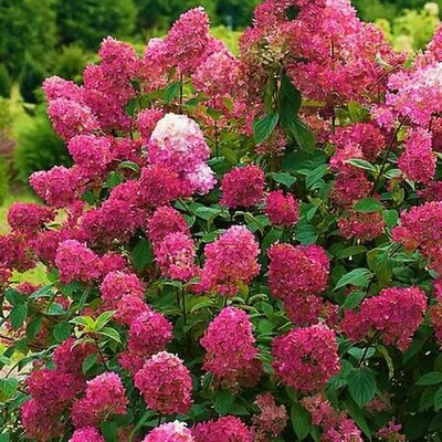 Hydrangea paniculata 'Wim's Red' - Public Domain Image