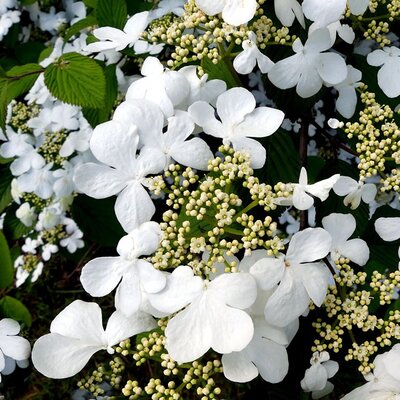 Hydrangea Pet. 'Flying Saucer' (2L pot)