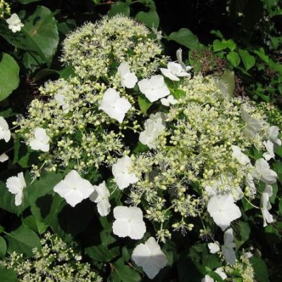 Hydrangea Petiolaris (2L pot)