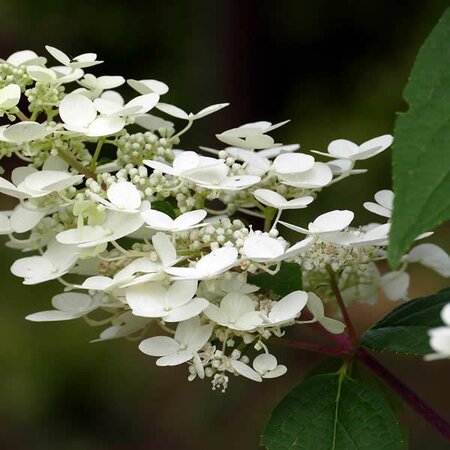 Hydrangea Pan. “Phantom” - Image by Eveline de Bruin from Pixabay