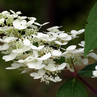 Hydrangea Pan. “Phantom” - Image by Eveline de Bruin from Pixabay