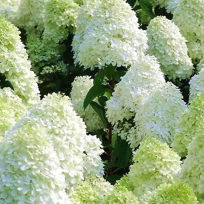 Hydrangea 'Polar Bear' - Public Domain Image