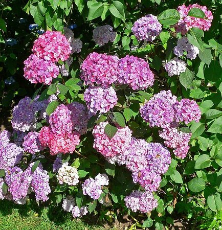 Hydrangea 'Preziosa' - Photo by Stan Shebs (GFDL)