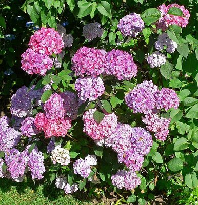 Hydrangea 'Preziosa' - Photo by Stan Shebs (GFDL)