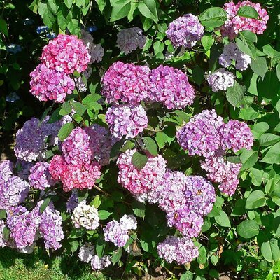 Hydrangea 'Preziosa' - Photo by Stan Shebs (CC BY_SA 3.0)