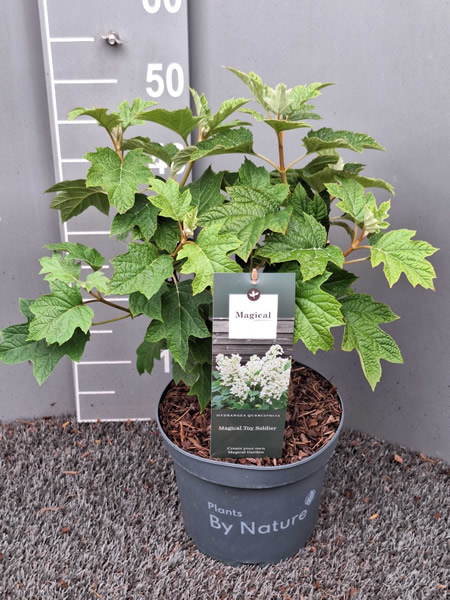 Hydrangea 'Magical Toy Soldier' - 