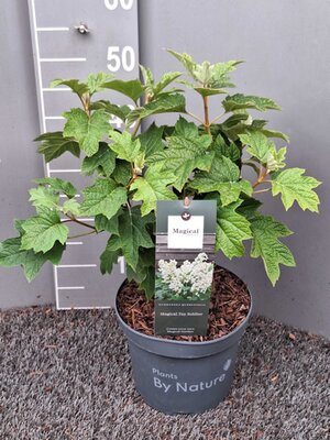Hydrangea 'Magical Toy Soldier' - 