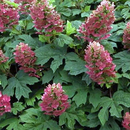 Hydrangea 'Ruby Slippers' - Public Domain Image (CC0)