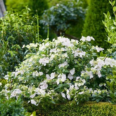 Hydrangea 'Runaway Bride' - 