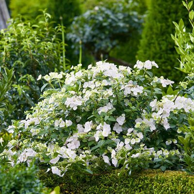 Hydrangea 'Runaway Bride' (7.5L  pot)