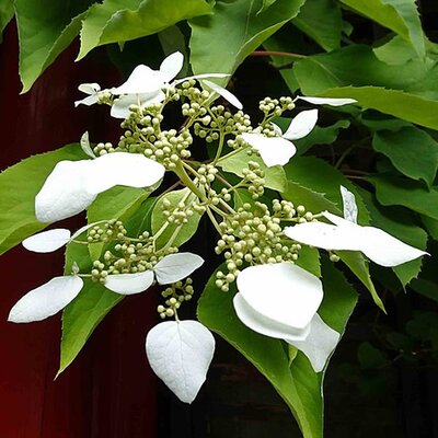 Hydrangea seemanii - Photo by 阿橋 HQ (CC BY-SA 2.0)
