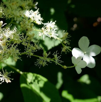 Hydrangea Seemannii - Image by irmaweb from Pixabay 