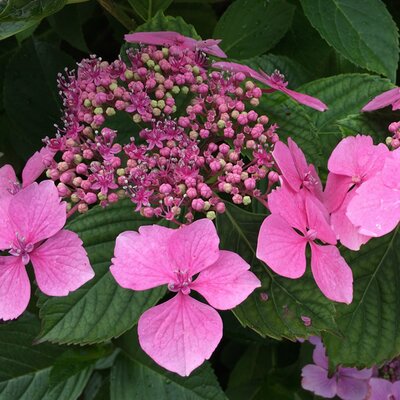 Hydrangea serrata Magic Pillow Pink - Image by aljono from Pixabay 
