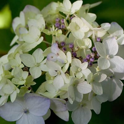 Hydrangea serrata "Maiko" - Photo by Yoko Nekonomania (CC BY-SA 2.0)