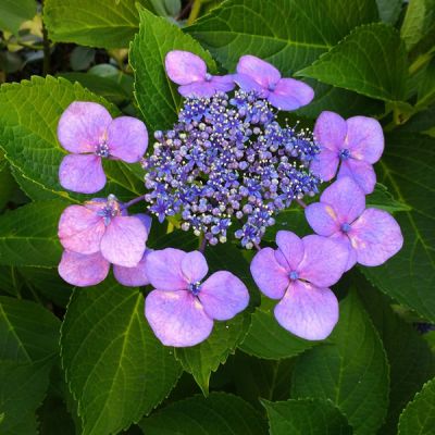 Hydrangea serrata  "Mount Aso" - Image by マサコ アーント from Pixabay 