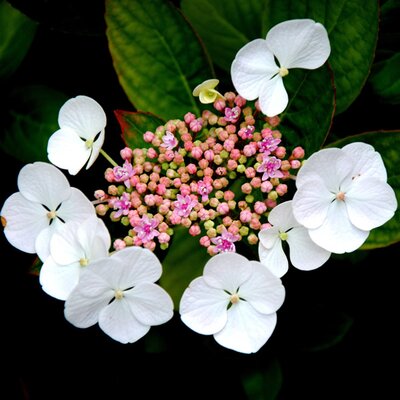 Hydrangea mac. 'Teller Avior White' - Image by K. Chin from Pixabay