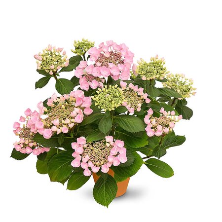 Hydrangea mac. 'Teller Nanping Pink' - Image courtesy of Tully Nurseries