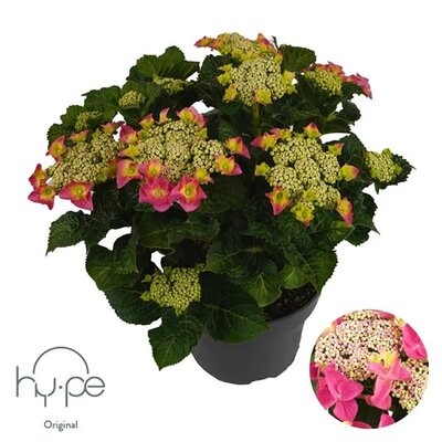 Hydrangea 'Teller Pink' - Image courtesy of Pannebakker