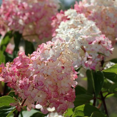 Hydrangea “Vanilla Fraise” - Image by _Alicja_ from Pixabay 