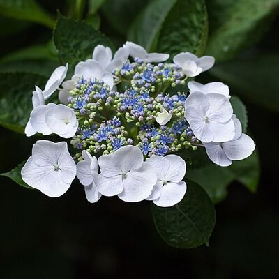 Hydrangea 'White Wave' - Photo by Yoko Nekonomania (CC BY-SA 2.0)