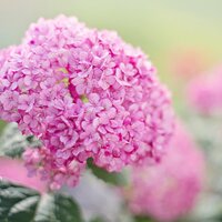 Hydrangeas