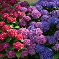 Hydrangeas